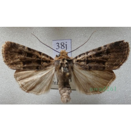 Chersotis multangula (Hübner, 1803) male Czech38j